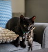 Pepper