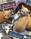 Joplin