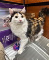 Tabitha