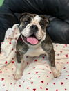 Tootsie