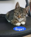 Bogart