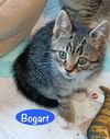 Bogart