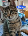 Baron