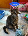 Baron