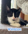 Winston