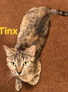 Tinx