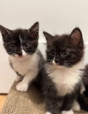 Lilo
