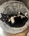Kiki