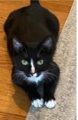 Meow Meow, Adult Domestic Short Hair / Mixed (short coat), cat for adoption in Kearny, New Jersey