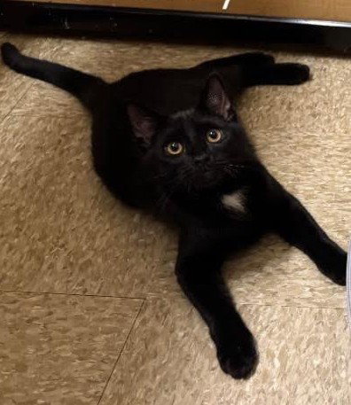 Harry, Young Domestic Short Hair / Mixed (short coat), cat for adoption in Kearny, New Jersey