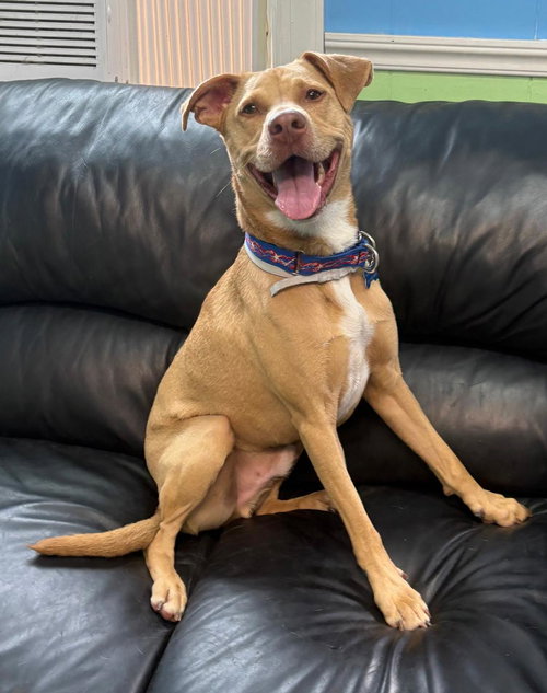 picture of the dog needing adoption