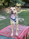 Peanut - Photo 7