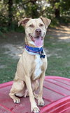 Peanut - Photo 5