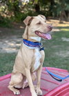 Peanut - Photo 10