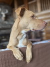 Peanut - Photo 3