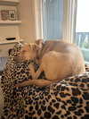 Peanut - Photo 4