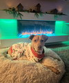 Peanut - Photo 11