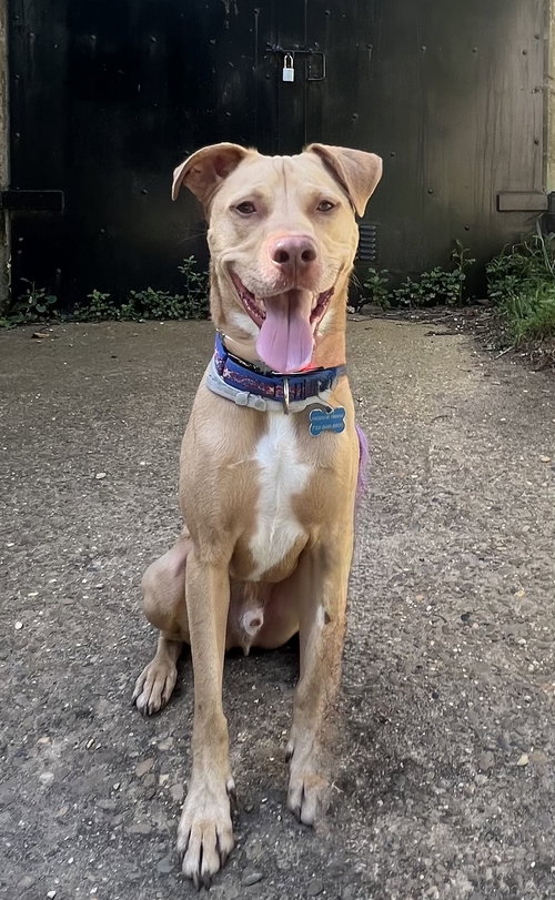 PEANUT - Hound available for adoption