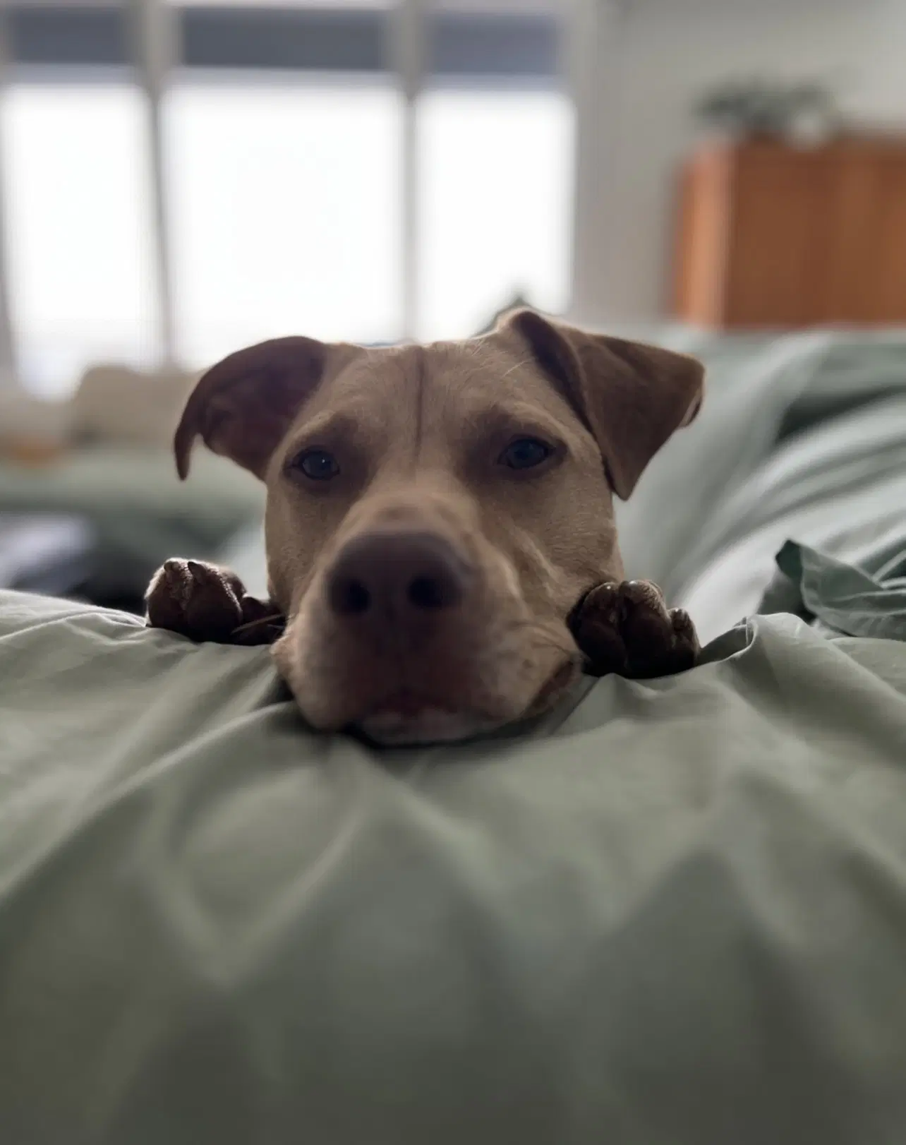 Peanut image 2