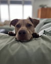 Peanut - Photo 2