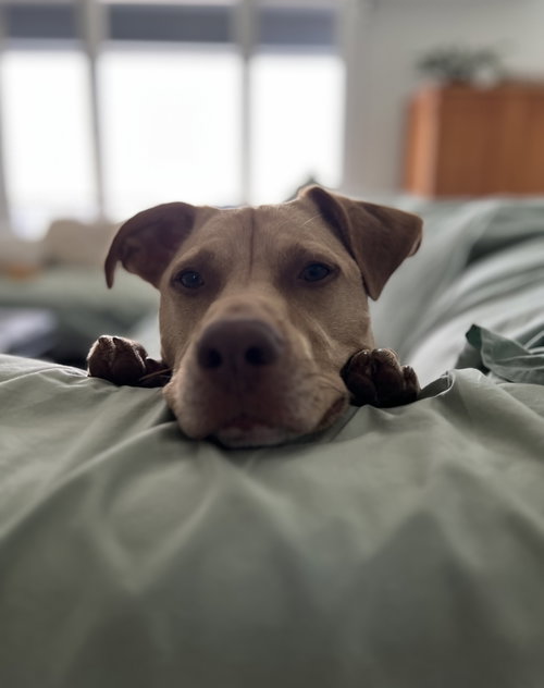 PEANUT - Hound available for adoption