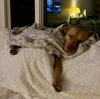 Peanut - Photo 12