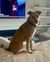 Peanut - Photo 13