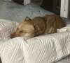 Peanut - Photo 14