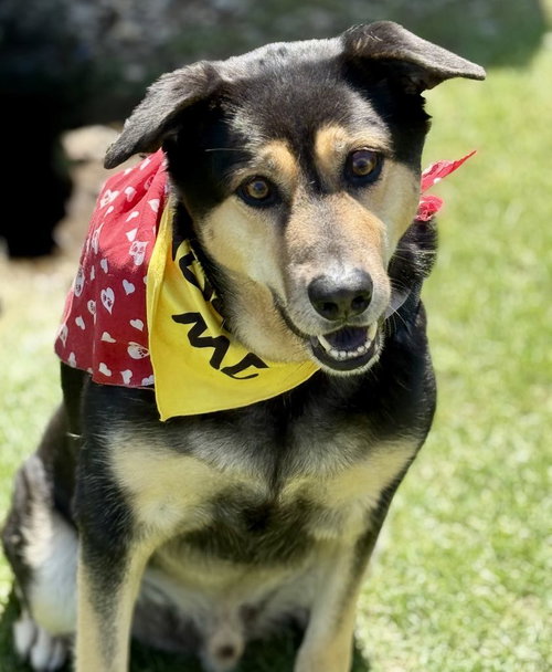 picture of the dog needing adoption