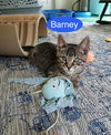 Barney