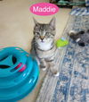 Maddie