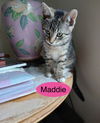 Maddie