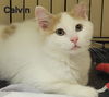 Calvin