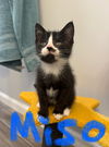 Miso