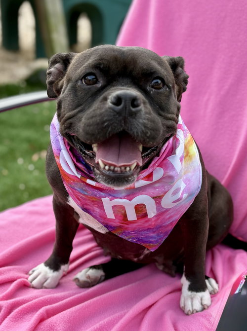 CASSIE - Bulldog available for adoption