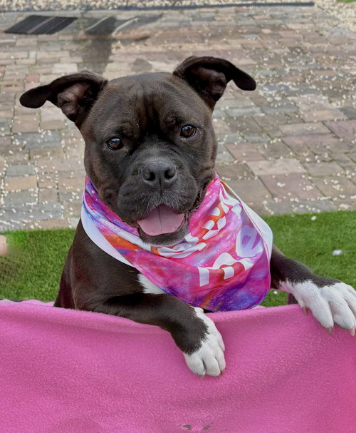 picture of the dog needing adoption
