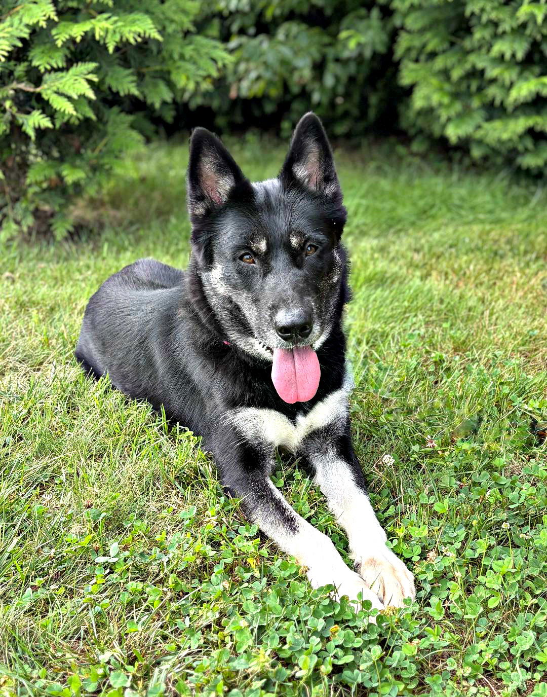 adoptable Dog in Freehold, NJ named Lana