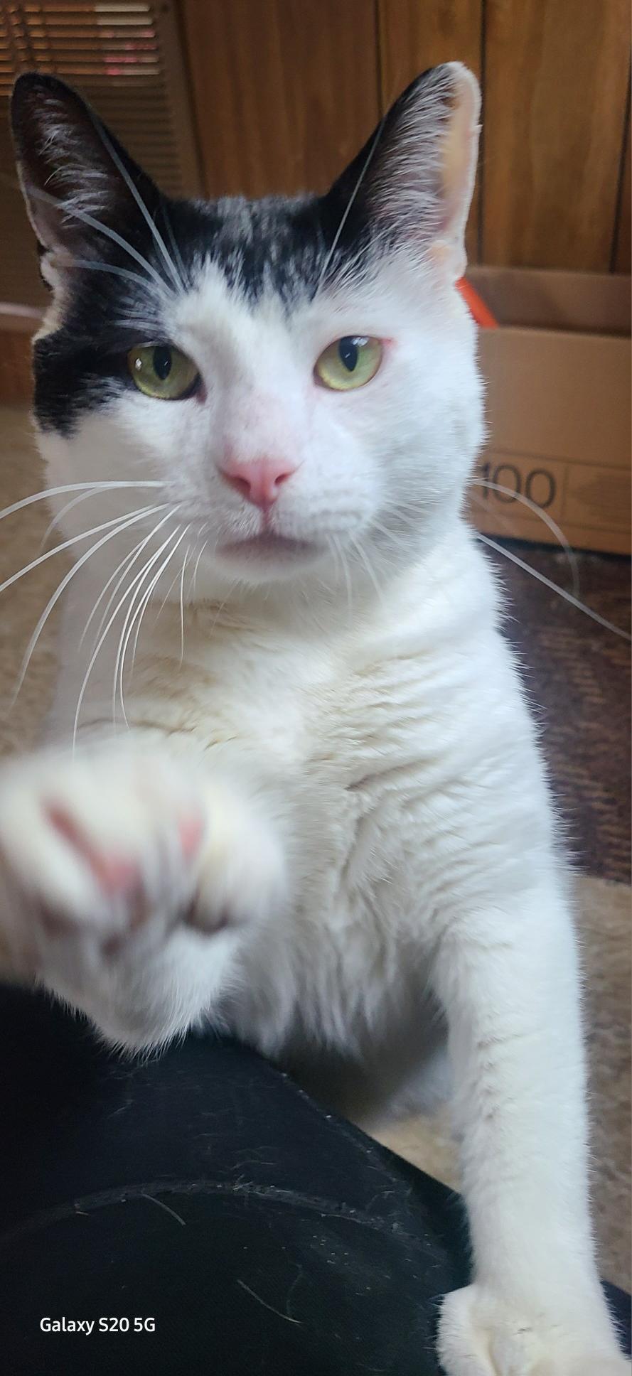 adoptable Cat in Belmar, NJ named Hemingway