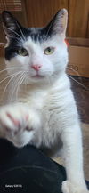 adoptable Cat in , NJ named Hemingway