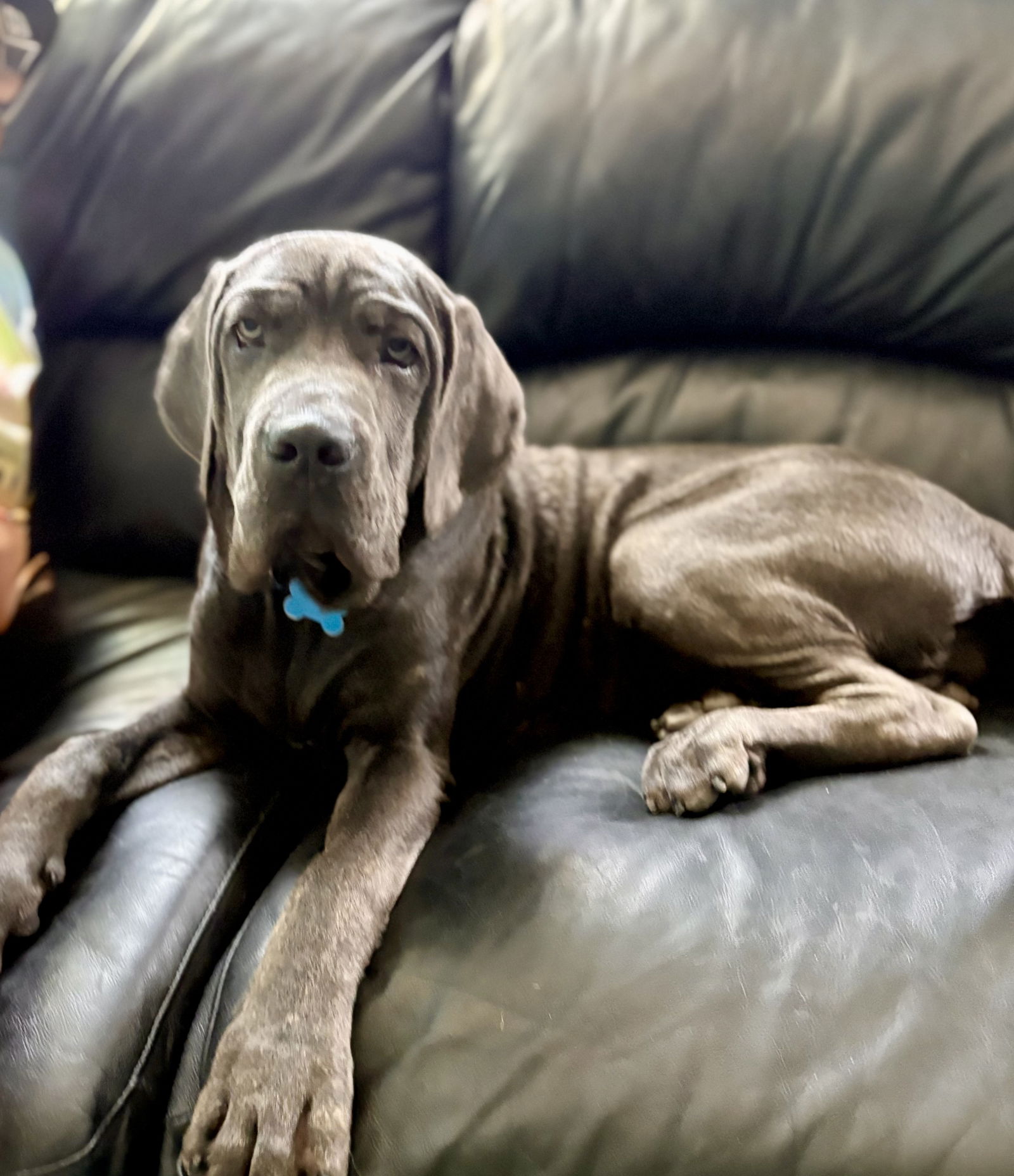adoptable Dog in Freehold, NJ named Atas