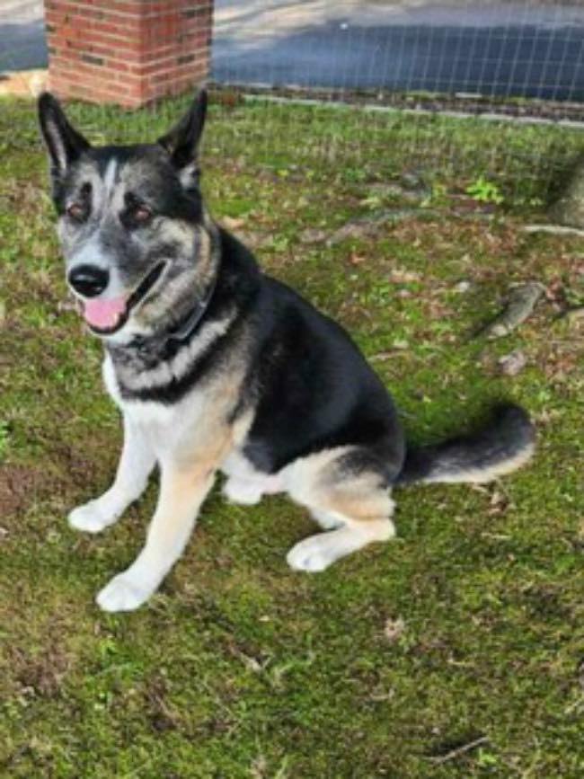 adoptable Dog in Spring Lake, NJ named Lightning