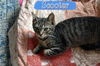 Scooter tabby kitten