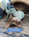 Scooter tabby kitten