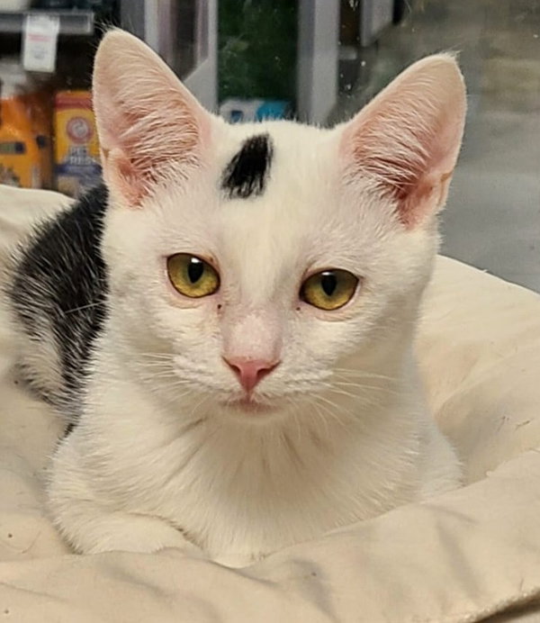 Mimi