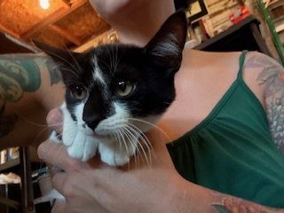 BILLY - Domestic Short Hair / Tuxedo available for adoption