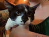 Billy - Photo 3