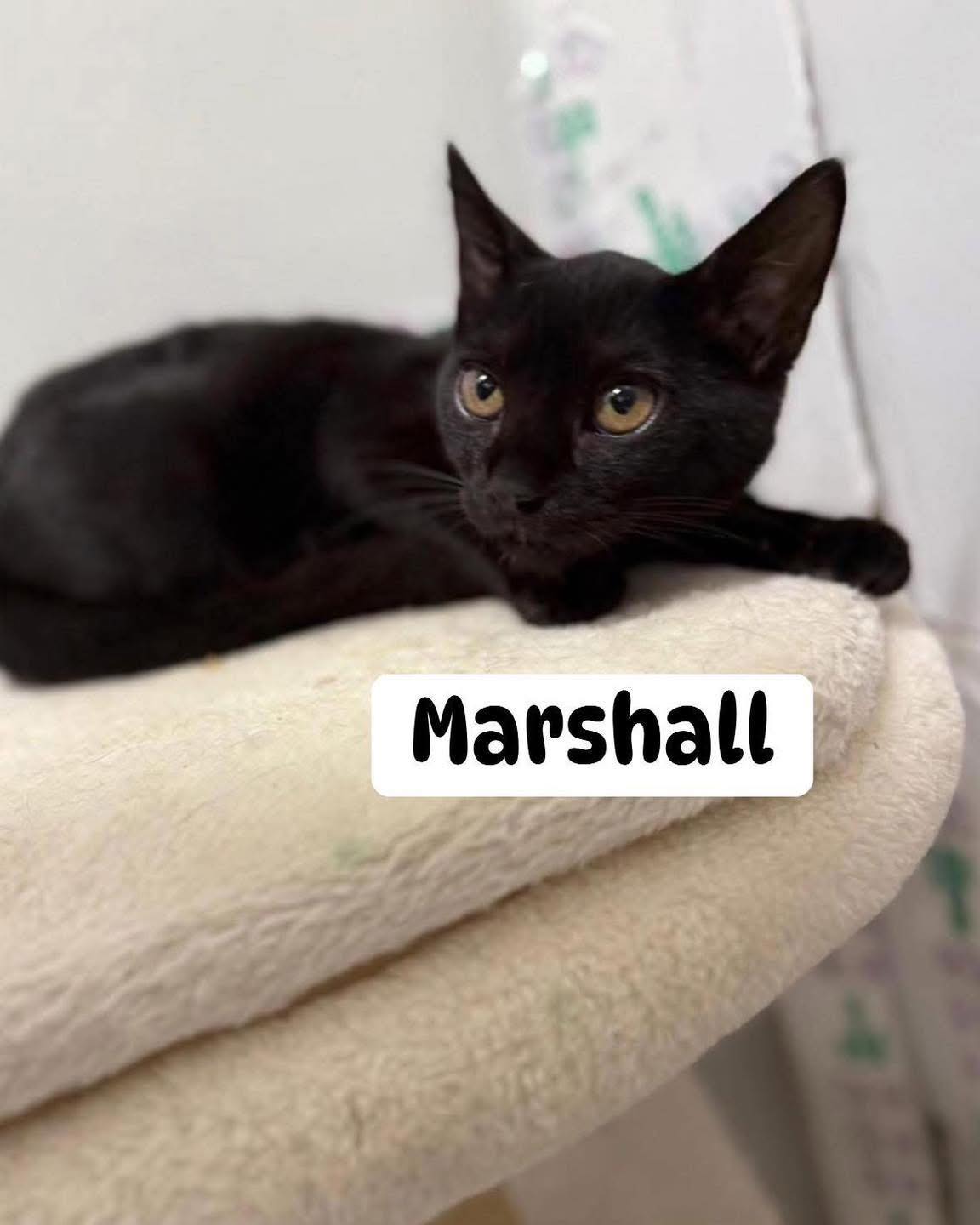 Marshall