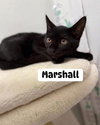 Marshall - Photo 1