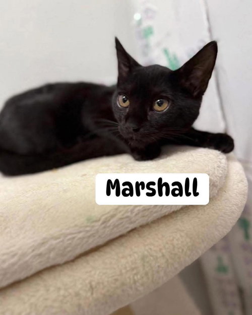 MARSHALL - Domestic Short Hair available for adoption