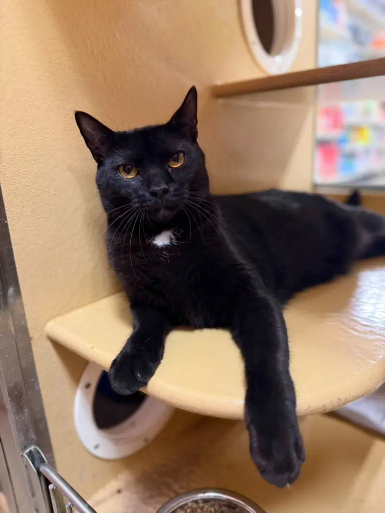 Marshall - Domestic Short Hair